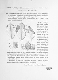 Image of Coniothyrium dumeei